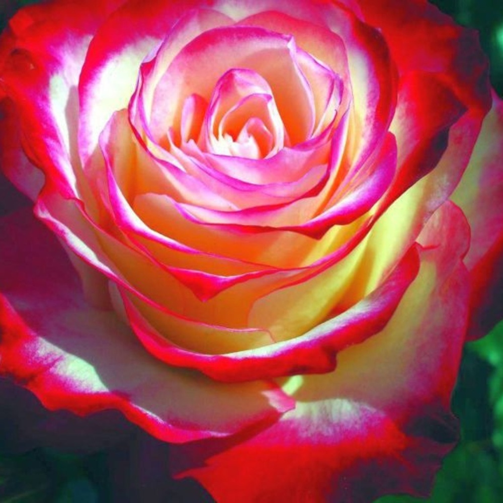 REDROSE BEAUTY 8" X 10" photo